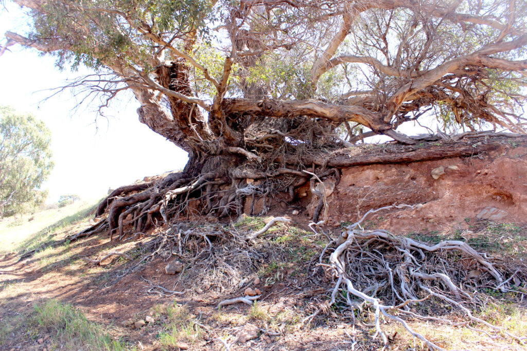 Levi Creek - Gum Tree Roots exposed in creek bank